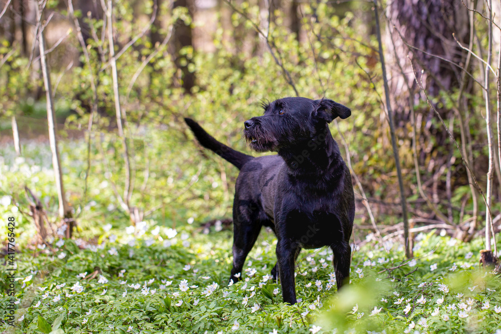 Spring flowers and black dog in the forest
