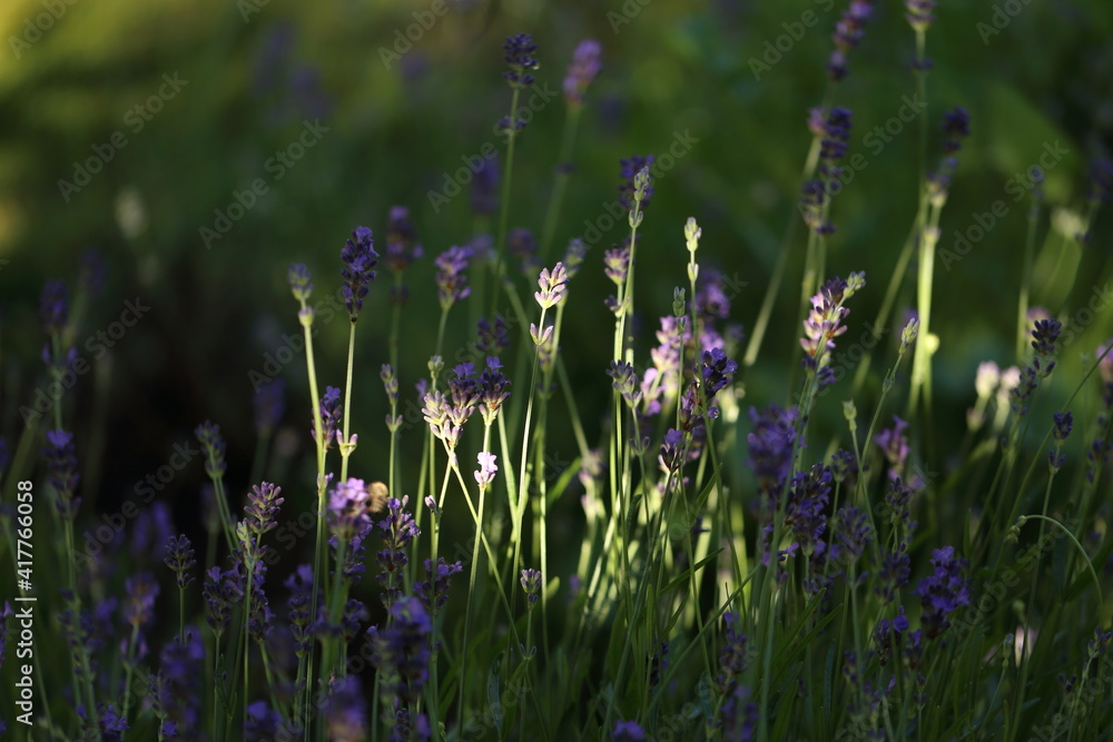 Naklejka premium Lavender blooming in the garden in summer, colorful background