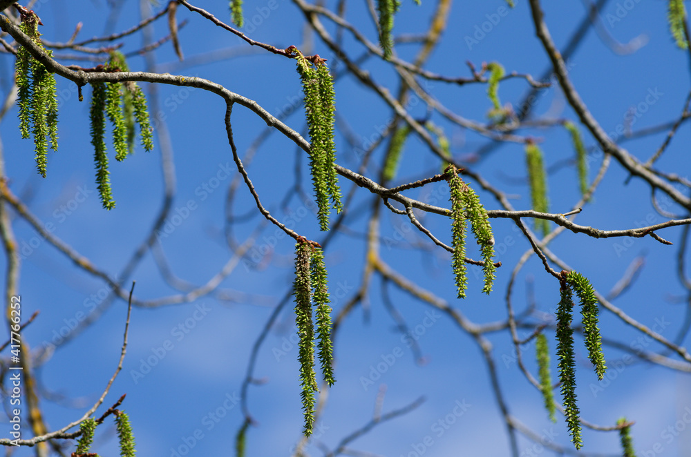 Green poplar catkins against the blue sky in springtime Green poplar catkins against the blue sky in springtime