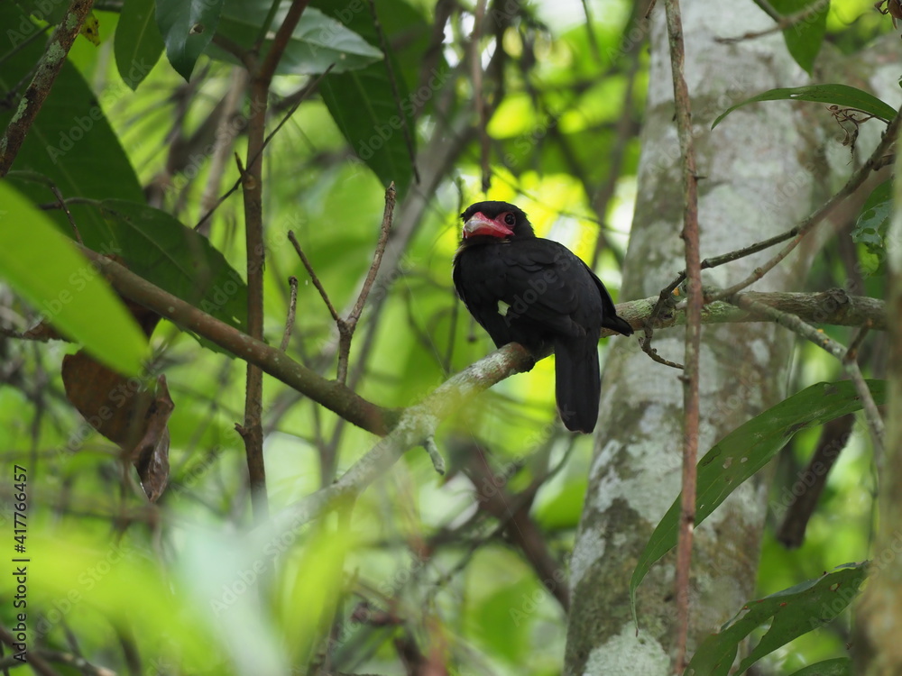 Fototapeta premium Beautiful of Black bird, Beautiful of Broadbill, Dusky broadbill ( Corydon sumatranus )