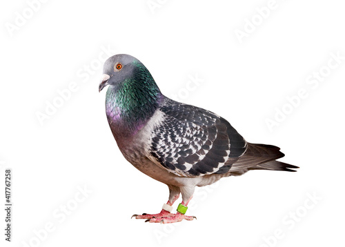 full body of speed racing pigeon bird isolate white background © stockphoto mania