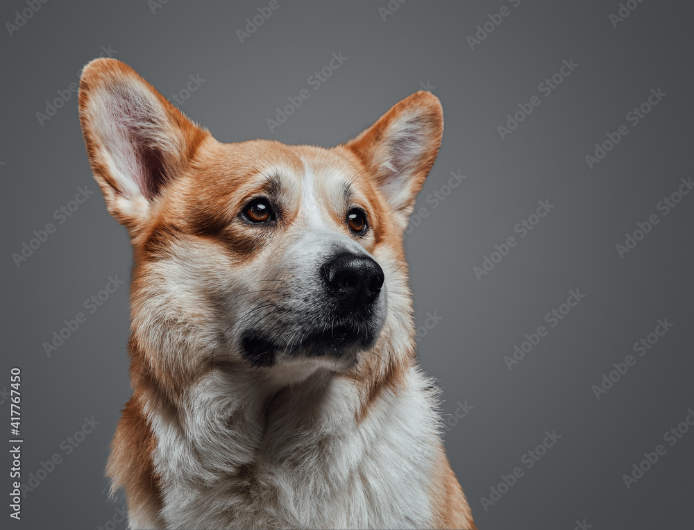 Close up horizontal portrait of hungry dog with pathetic expression on face looking up on grey background in studio. Close up horizontal portrait of hungry dog with pathetic expression on face looking up on grey background in studio.