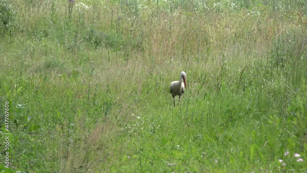 Wild white stork Ciconia ciconia look for food in meadow grass. 4K Wild white stork Ciconia ciconia look for food in meadow grass. 4K