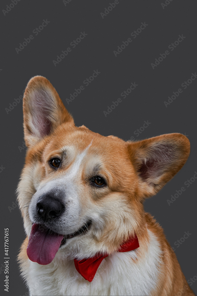Portrait of a funny and cute red-haired welsh corgi dog in a red tie celebrating and posing on gray background. Portrait of a funny and cute red-haired welsh corgi dog in a red tie celebrating and posing on gray background.