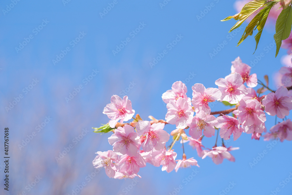 Cherry blossom on the tree in Japan in the spring season