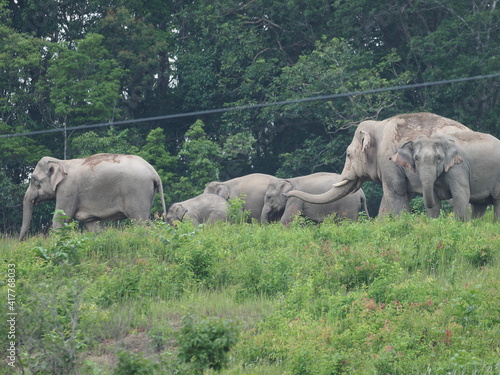 Group of elephant cross road at khao yai national park   Thailand