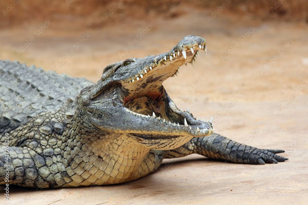 The Nile crocodile (Crocodylus niloticus) with open jaws with yellow background. Huge open jaws with lots of teeth. The Nile crocodile (Crocodylus niloticus) with open jaws with yellow background. Huge open jaws with lots of teeth.