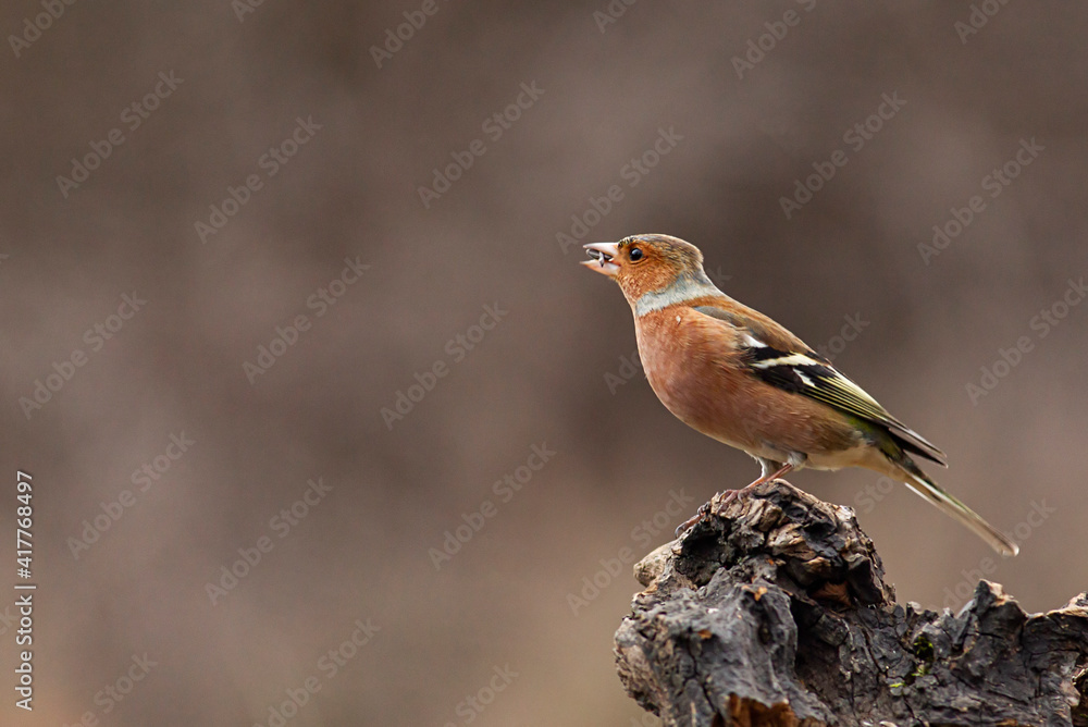 Fototapeta premium Common Chaffinch in the forest