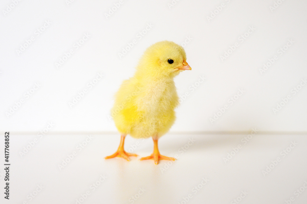 Obraz premium cute little tiny newborn yellow baby chick on white background
