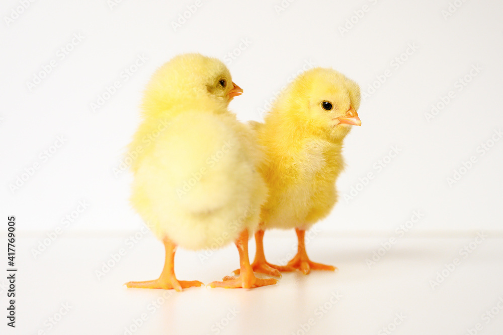 two cute little tiny newborn yellow baby chicks on white background