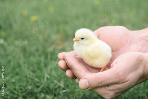 cute little tiny newborn yellow baby chick in male hands of farmer on green grass background