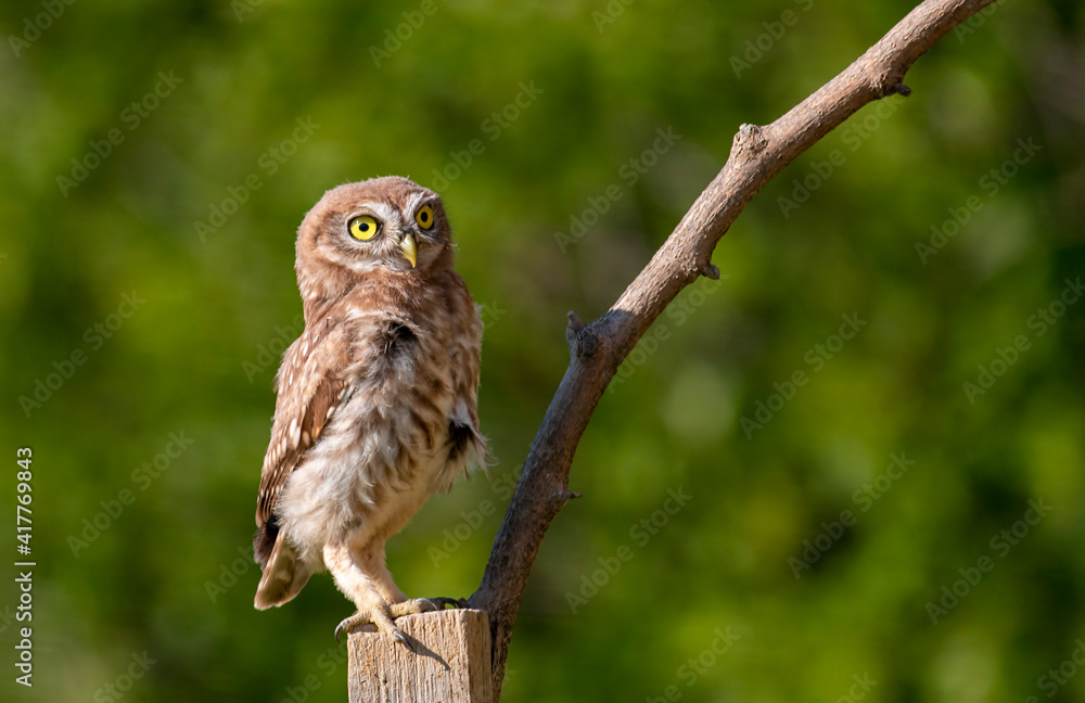 Portrait of th young Little Owl Portrait of th young Little Owl