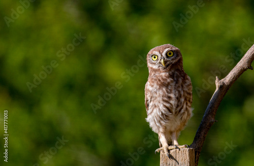 Portrait of  th young Little Owl © georgigerdzhikov