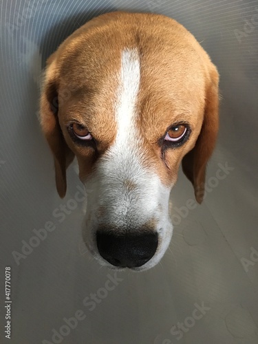 Beagle Scotty not amused