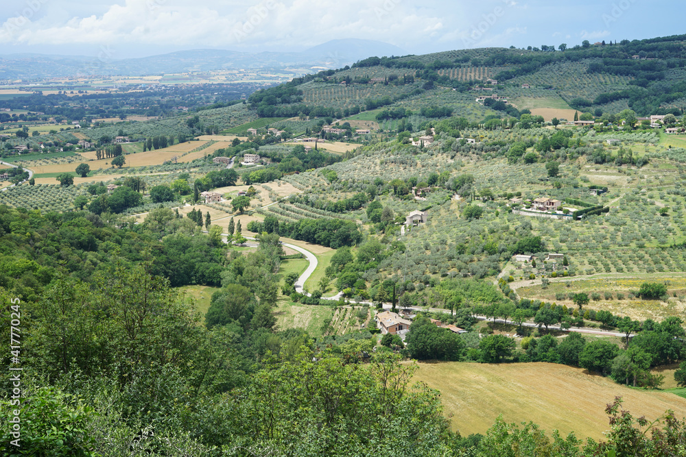 Italy countryside with olive groves hills, agriculture concept, Umbria, Assisi, Italy