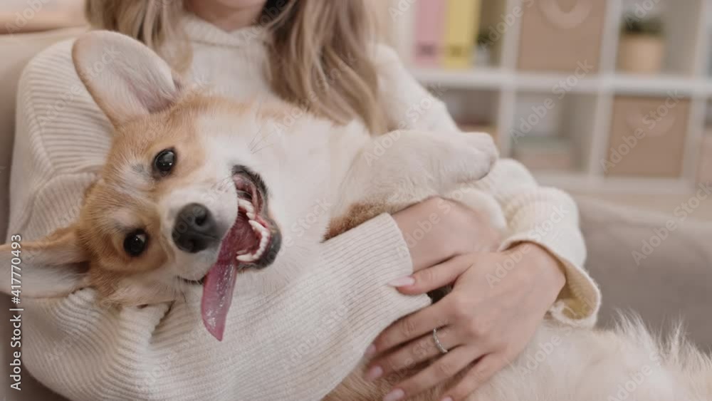 Steadicam of happy cute Pembroke Welsh Corgi dog breathing with tongue out, lying in arms of unrecognizable cropped owner Steadicam of happy cute Pembroke Welsh Corgi dog breathing with tongue out, lying in arms of unrecognizable cropped owner