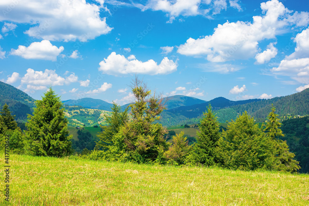 Fototapeta premium rural landscape in carpathian mountains. summer nature scenery with trees on the meadow. fluffy clouds on the bright blue sky. beautiful view in to the distant hills and valley