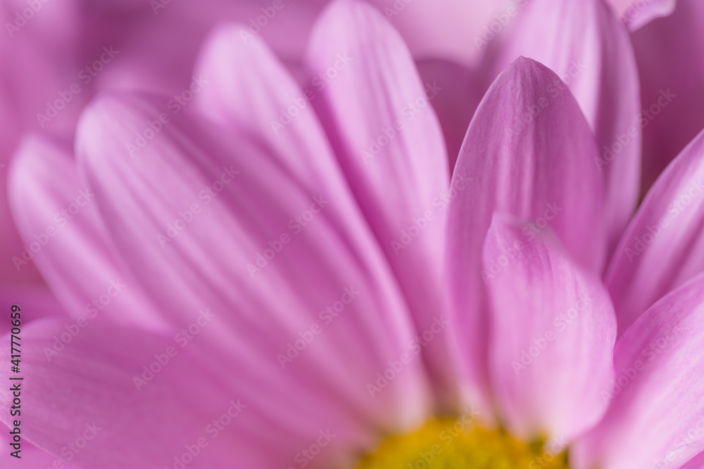 Daisy flower texture close up