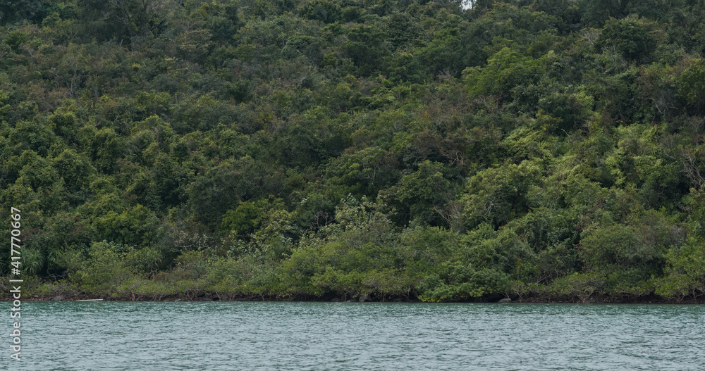 Lush green canopy over the mountain with the sea
