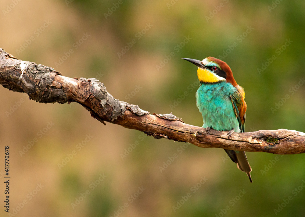 Obraz premium Europaen Bee-eater in spring