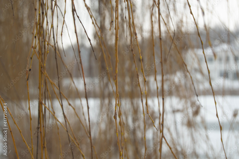 Yellow branches of weeping willow without leaves, in winter with a blurred background Yellow branches of weeping willow without leaves, in winter with a blurred background