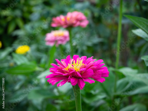Pink zinnia flower close-up on a green blurred background  there is room for text.