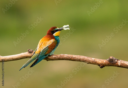 Europaen Bee-eater in spring