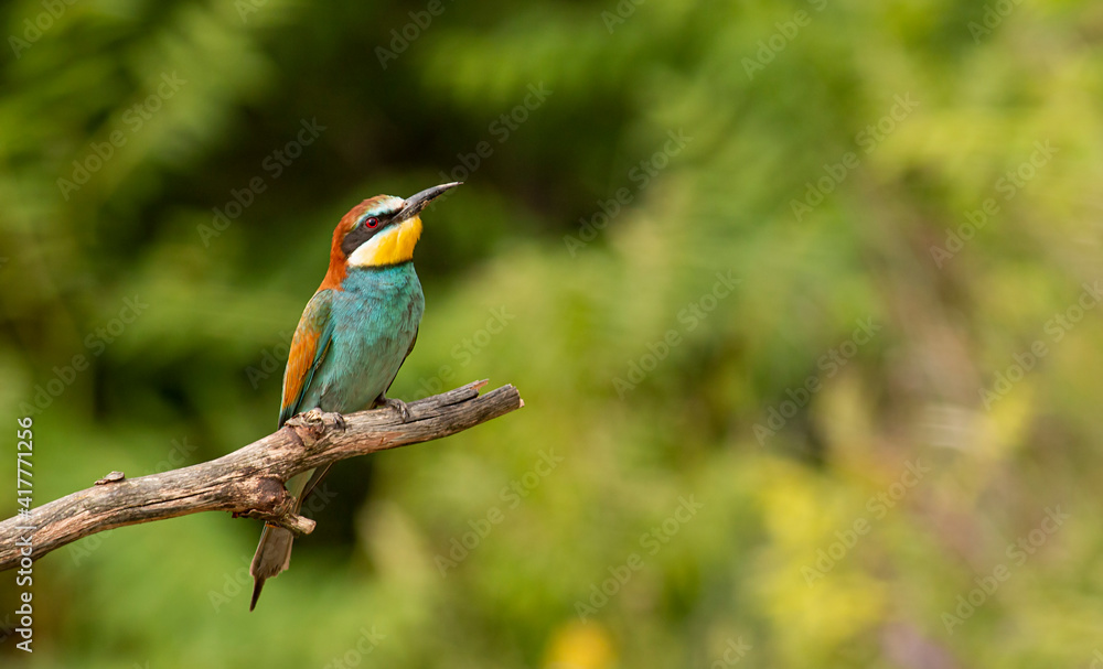 Fototapeta premium Europaen Bee-eater in spring