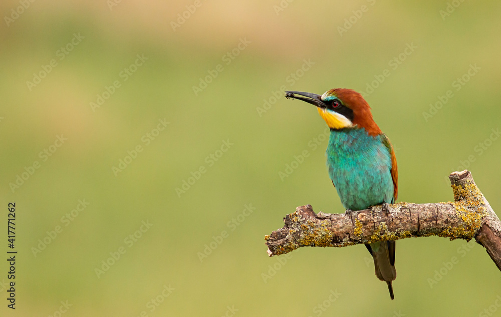 Europaen Bee-eater in spring