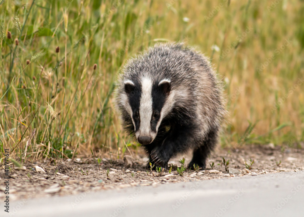 Obraz premium Badger walking on path