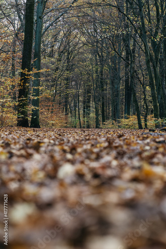 Eery Forest