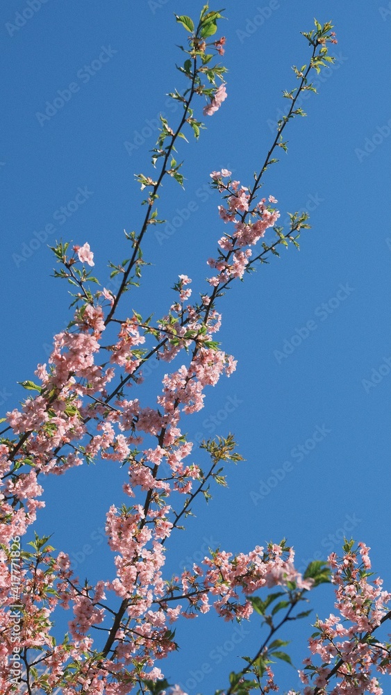 pink japanese tree blossom in spring on a blue background pink japanese tree blossom in spring on a blue background