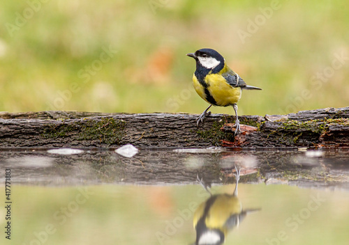 Great Tit portrait in forest