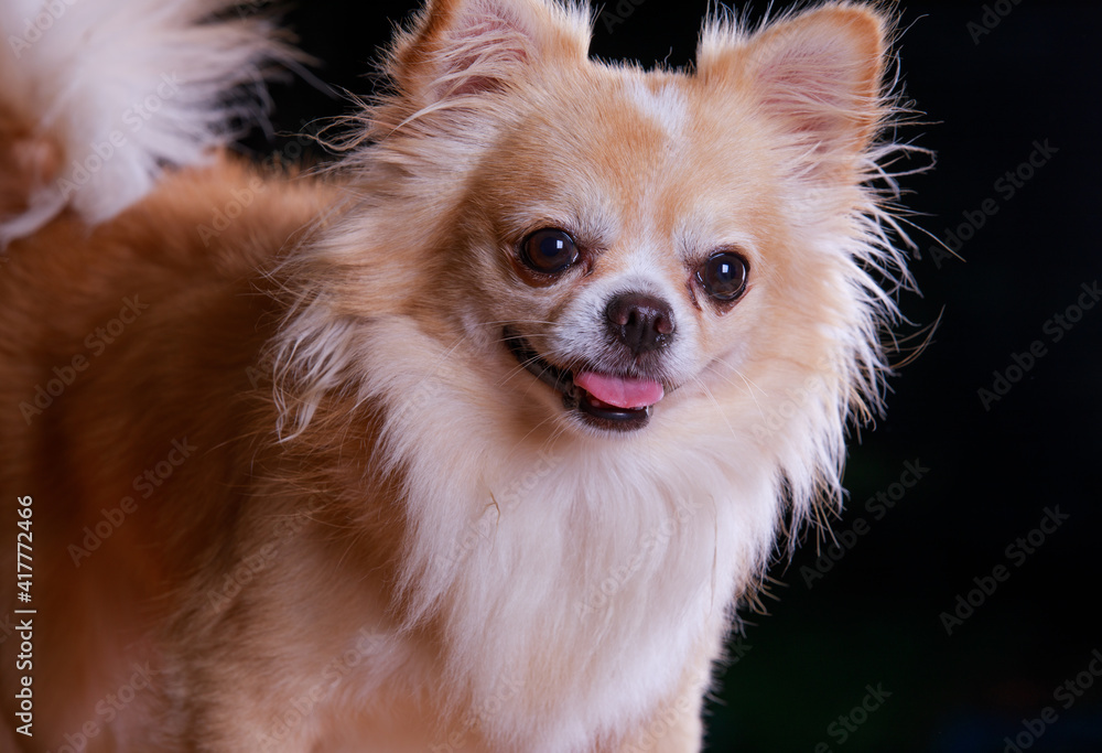 portrait of a pomeranian portrait of a pomeranian