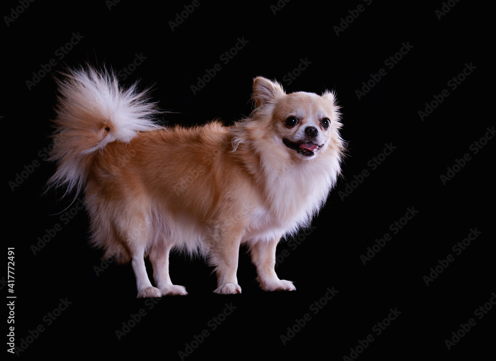 portrait of a chihuahua dog on black background.