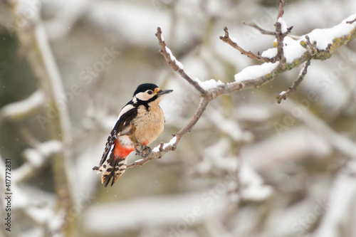 OuiNon common european woodpecker dendrocopos majoron winter background 