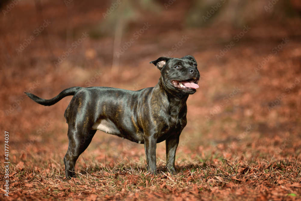 Beautiful dog of Staffordshire Bull Terrier breed, black color, smiling face standing in autumn leaves.