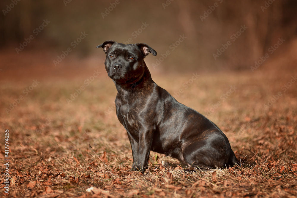 Beautiful dog of Staffordshire Bull Terrier breed, black color, smiling face sitting in autumn leaves.
