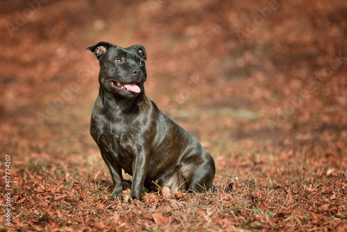 Beautiful dog of Staffordshire Bull Terrier breed, black color, smiling face sitting in autumn leaves.
