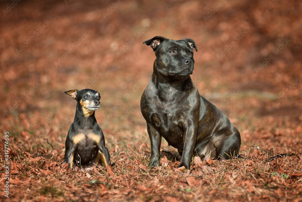 Two Staffordshire Bull Terrier dogs and a Prague rat sitting in autumn fallen leaves