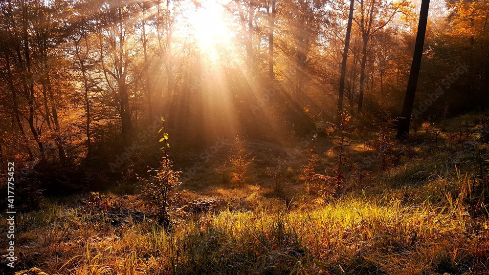 Forest at sunrise