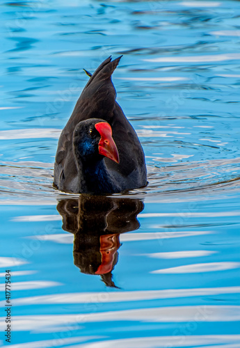 Foto Dusky Moorhen ~  Gallinula tenebrosa