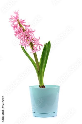 a blooming pink hyacinth flower in a pot on a white isolated background.