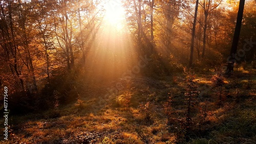 Fototapeta Naklejka Na Ścianę i Meble -  Forest at sunrise