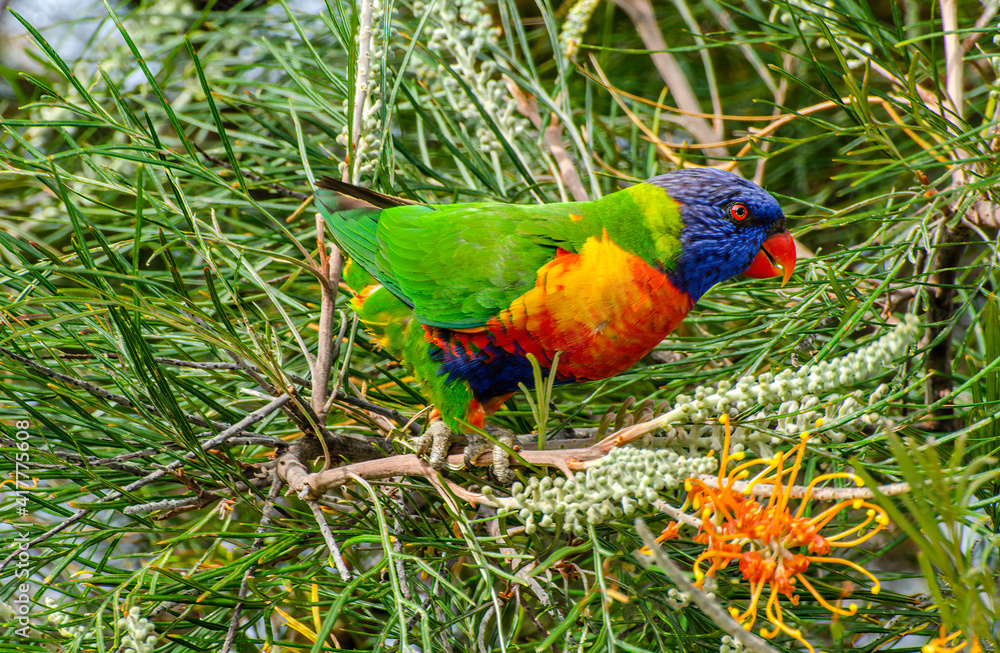 Naklejka premium Rainbow lorikeet Australian parrot 