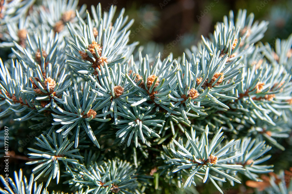 close up of pine needles close up of pine needles