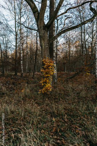Eery Forest