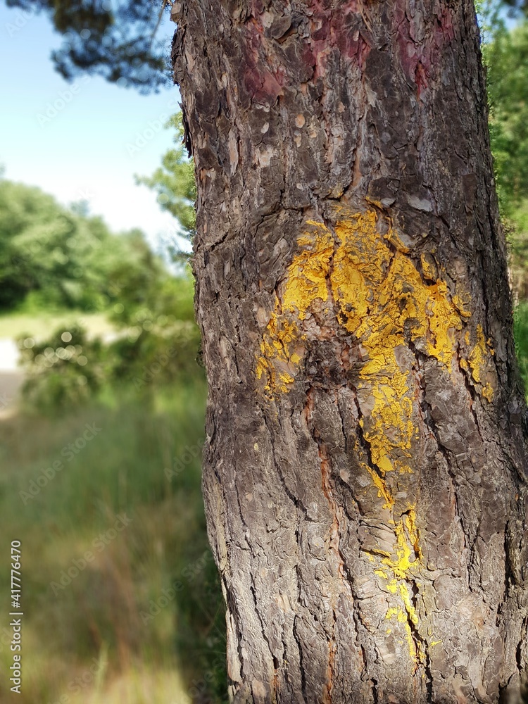 yellow arrow painted on the way Direction sign