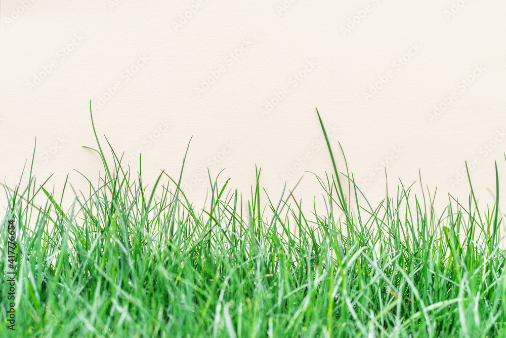 Fototapeta premium Paper blank on the green grass. Green grass as a frame.