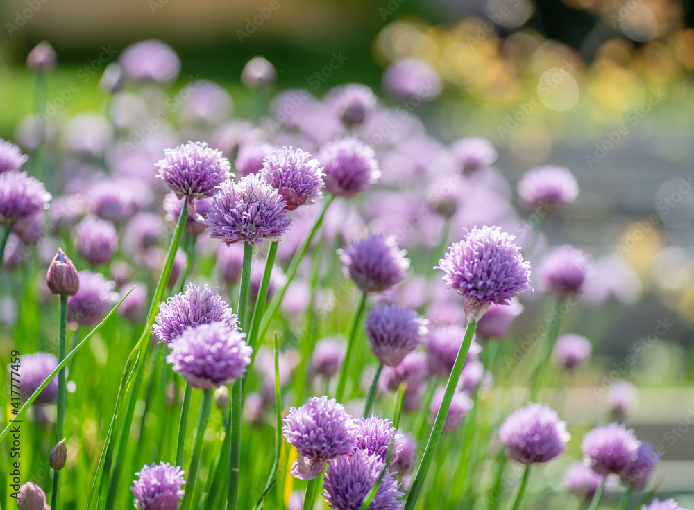 Allium blooming purple onion plant. Nature background. Allium blooming purple onion plant. Nature background.